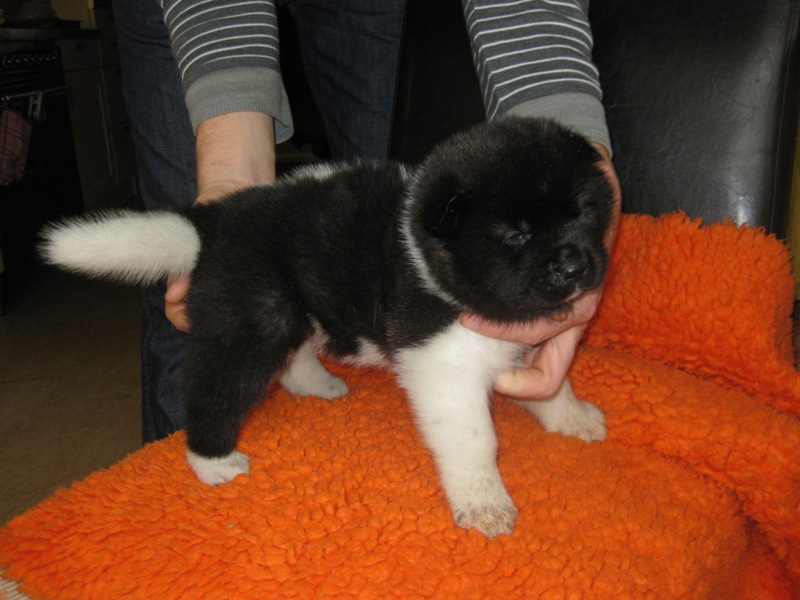 Puppies